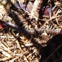 Cormocephalus aurantiipes at Latham, ACT - 12 Aug 2019