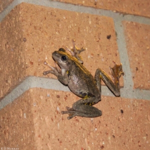 Litoria peronii at Watson, ACT - 15 Jan 2019