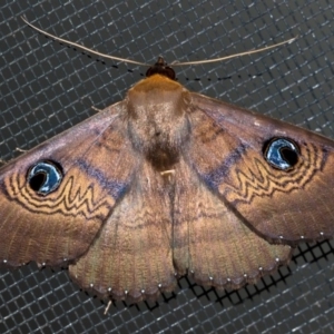 Dasypodia selenophora at Watson, ACT - 9 Mar 2019 12:00 AM