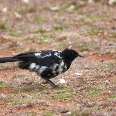 Corcorax melanorhamphos (White-winged Chough) at Mount Majura - 10 Jul 2019 by kdm