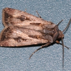 Agrotis munda (Brown Cutworm) at Lilli Pilli, NSW - 8 Aug 2019 by jb2602