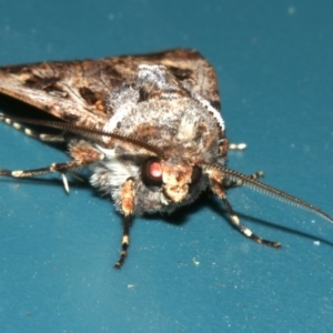 Agrotis munda at Lilli Pilli, NSW - 8 Aug 2019