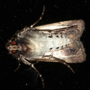 Agrotis porphyricollis at Lilli Pilli, NSW - 9 Aug 2019 08:38 PM