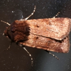 Agrotis porphyricollis at Lilli Pilli, NSW - 9 Aug 2019