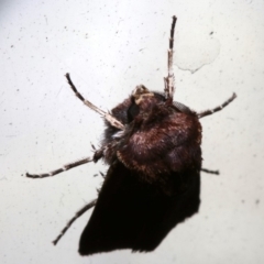 Agrotis porphyricollis at Lilli Pilli, NSW - 9 Aug 2019