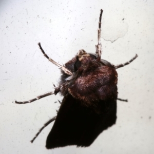 Agrotis porphyricollis at Lilli Pilli, NSW - 9 Aug 2019