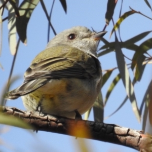 Pachycephala pectoralis at Kambah, ACT - 10 Aug 2019 09:02 AM