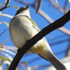 Pachycephala pectoralis at Kambah, ACT - 10 Aug 2019 09:02 AM