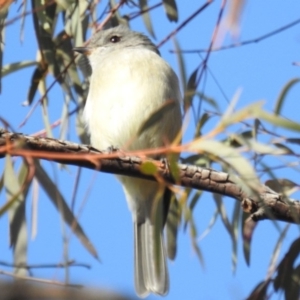 Pachycephala pectoralis at Kambah, ACT - 10 Aug 2019 09:02 AM