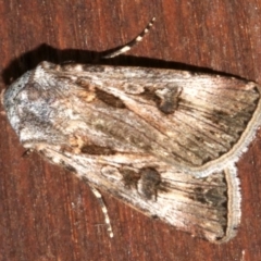 Agrotis munda (Brown Cutworm) at Lilli Pilli, NSW - 9 Aug 2019 by jb2602