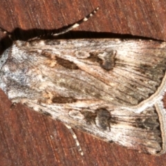 Agrotis munda at Lilli Pilli, NSW - 9 Aug 2019