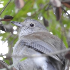 Colluricincla harmonica (Grey Shrikethrush) at Kambah, ACT - 10 Aug 2019 by HelenCross