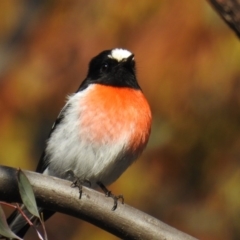 Petroica boodang (Scarlet Robin) at Kambah, ACT - 9 Aug 2019 by HelenCross