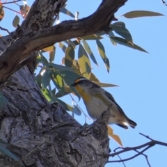 Pardalotus striatus (Striated Pardalote) at Red Hill to Yarralumla Creek - 12 Aug 2019 by JackyF