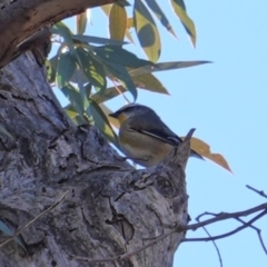 Pardalotus striatus at Hughes, ACT - 12 Aug 2019