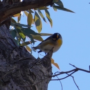 Pardalotus striatus at Hughes, ACT - 12 Aug 2019