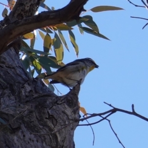 Pardalotus striatus at Hughes, ACT - 12 Aug 2019