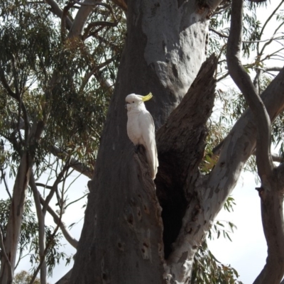 Cacatua galerita (Sulphur-crested Cockatoo) at Aranda Bushland - 11 Aug 2019 by HelenCross