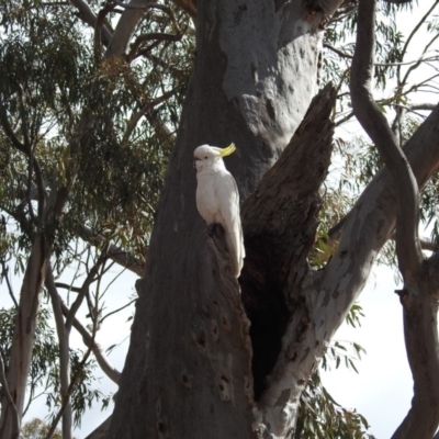 Cacatua galerita (Sulphur-crested Cockatoo) at Aranda, ACT - 11 Aug 2019 by HelenCross