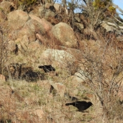 Corcorax melanorhamphos (White-winged Chough) at Cooleman Ridge - 9 Aug 2019 by HelenCross