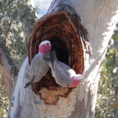 Eolophus roseicapilla (Galah) at GG174 - 12 Aug 2019 by JackyF