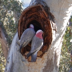 Eolophus roseicapilla at Hughes, ACT - 12 Aug 2019 10:45 AM