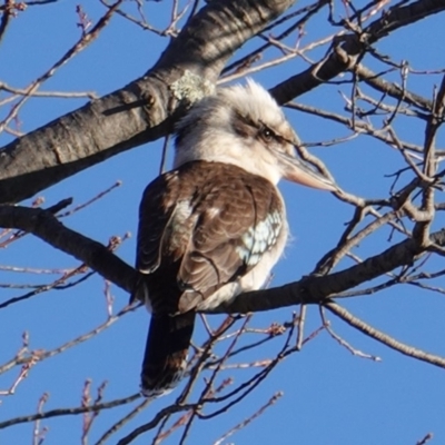 Dacelo novaeguineae (Laughing Kookaburra) at Hughes, ACT - 6 Aug 2019 by JackyF