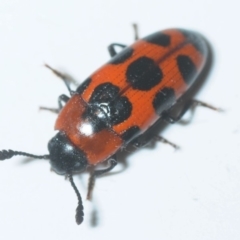 Episcaphula australis (Fungus beetle) at Uriarra Recreation Reserve - 12 Aug 2019 by Harrisi