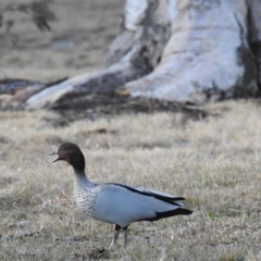 Chenonetta jubata (Australian Wood Duck) at Kambah, ACT - 10 Aug 2019 by HelenCross