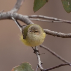 Smicrornis brevirostris (Weebill) at Watson, ACT - 9 Aug 2019 by kdm