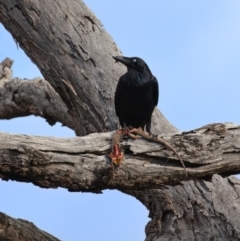 Corvus coronoides (Australian Raven) at Watson, ACT - 10 Aug 2019 by kdm