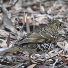 Zoothera lunulata (Bassian Thrush) at ANBG - 4 Jul 2019 by HelenCross