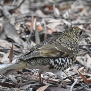 Zoothera lunulata at Hackett, ACT - 4 Jul 2019