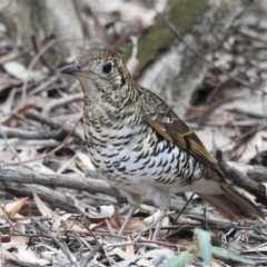 Zoothera lunulata at Hackett, ACT - 4 Jul 2019