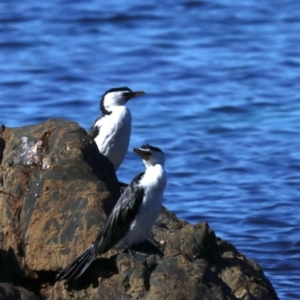 Microcarbo melanoleucos at Lilli Pilli, NSW - 9 Aug 2019