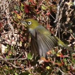 Zosterops lateralis (Silvereye) at Lilli Pilli, NSW - 9 Aug 2019 by jb2602