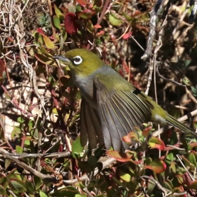 Zosterops lateralis (Silvereye) at Lilli Pilli, NSW - 9 Aug 2019 by jbromilow50