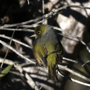 Zosterops lateralis at Lilli Pilli, NSW - 9 Aug 2019