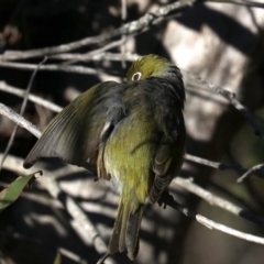 Zosterops lateralis at Lilli Pilli, NSW - 9 Aug 2019