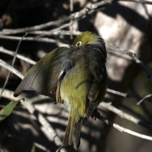 Zosterops lateralis at Lilli Pilli, NSW - 9 Aug 2019