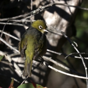 Zosterops lateralis at Lilli Pilli, NSW - 9 Aug 2019