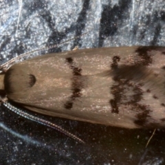 Compsotropha strophiella (A Concealer moth) at Lilli Pilli, NSW - 10 Aug 2019 by jb2602