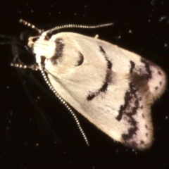 Compsotropha strophiella at Lilli Pilli, NSW - 10 Aug 2019 05:35 PM