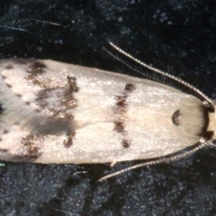 Compsotropha strophiella at Lilli Pilli, NSW - 10 Aug 2019