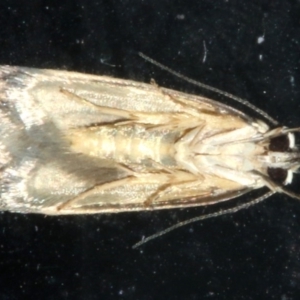 Compsotropha strophiella at Lilli Pilli, NSW - 10 Aug 2019