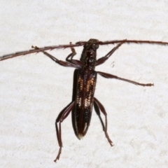 Coptocercus rubripes (Rubripes longhorn beetle) at Lilli Pilli, NSW - 8 Aug 2019 by jb2602