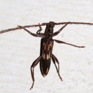 Coptocercus rubripes at Lilli Pilli, NSW - 8 Aug 2019