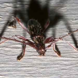 Coptocercus rubripes at Lilli Pilli, NSW - 8 Aug 2019 11:12 PM