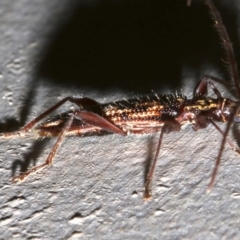 Coptocercus rubripes at Lilli Pilli, NSW - 8 Aug 2019