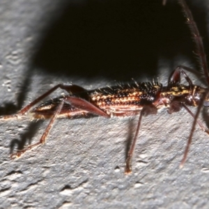 Coptocercus rubripes at Lilli Pilli, NSW - 8 Aug 2019 11:12 PM